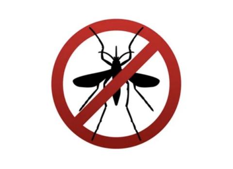 no bugs